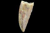 Serrated, Raptor Tooth - Kem Kem Beds, Morocco #86124-1